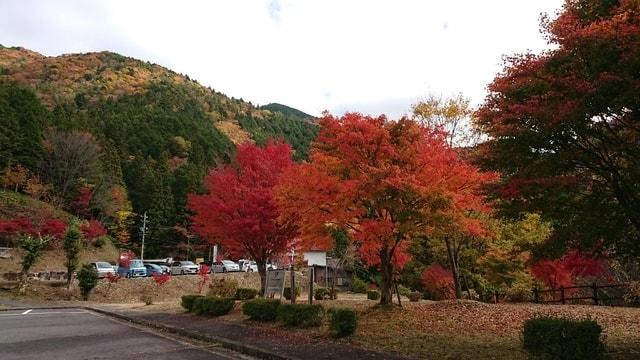 【紅葉・見ごろ】付知峡