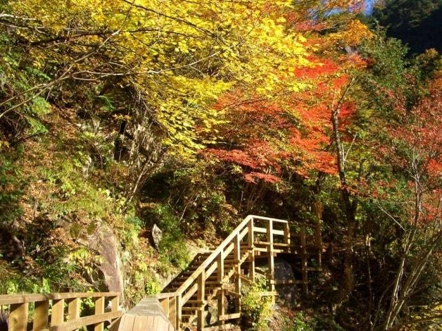 【紅葉・見ごろ】乙女渓谷