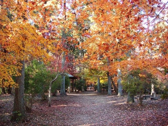 【紅葉・見ごろ】市川市動植物園