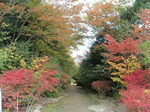【紅葉・見ごろ】鳥屋野潟公園 女池地区
