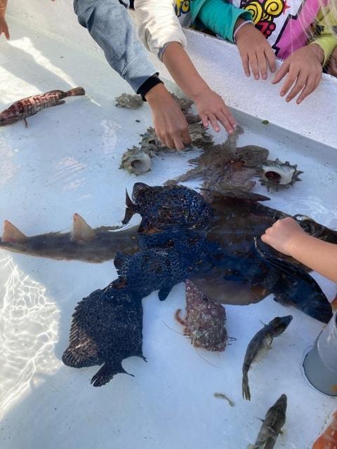 令和7年度三崎港町まつり