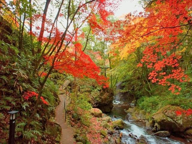 【紅葉・見ごろ】万葉公園