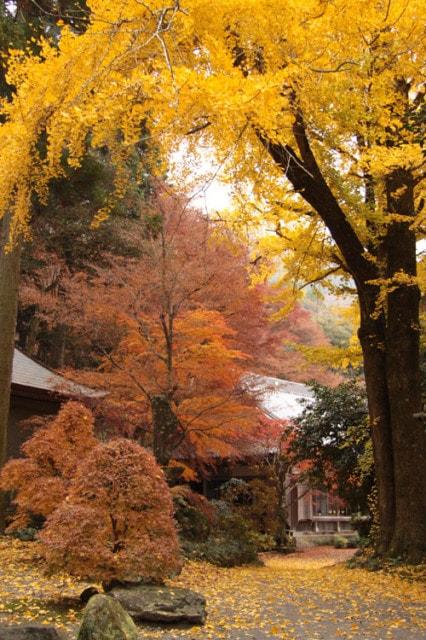 【紅葉・見ごろ】長安寺