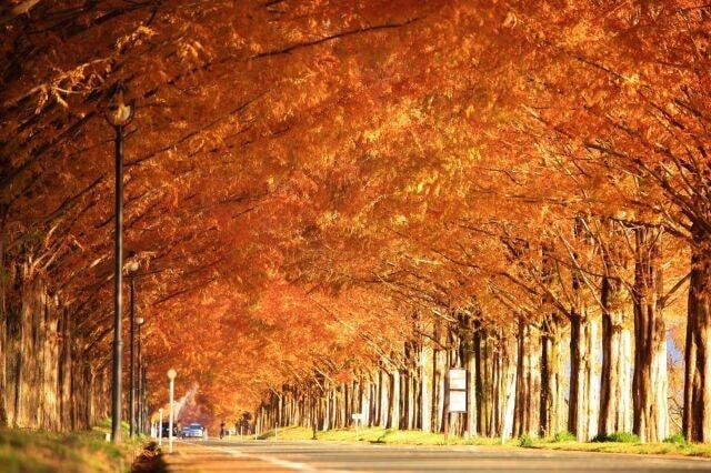 【紅葉・見ごろ】メタセコイア並木