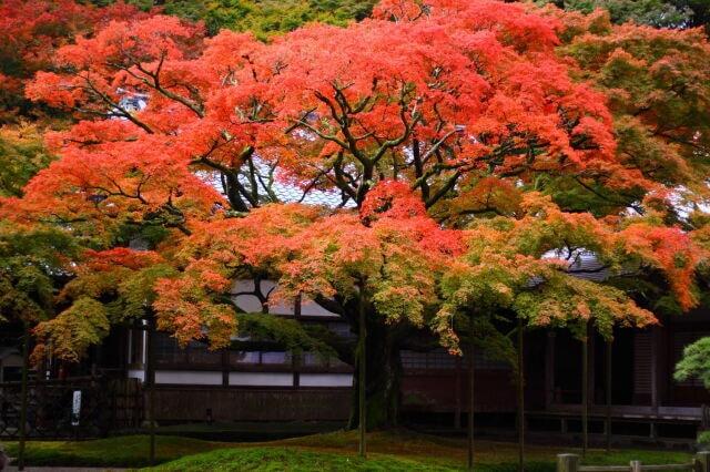 【紅葉・見ごろ】雷山千如寺大悲王院