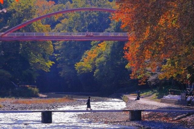 晩秋の入間川遊歩道・のんびり歩いて川の自然観察