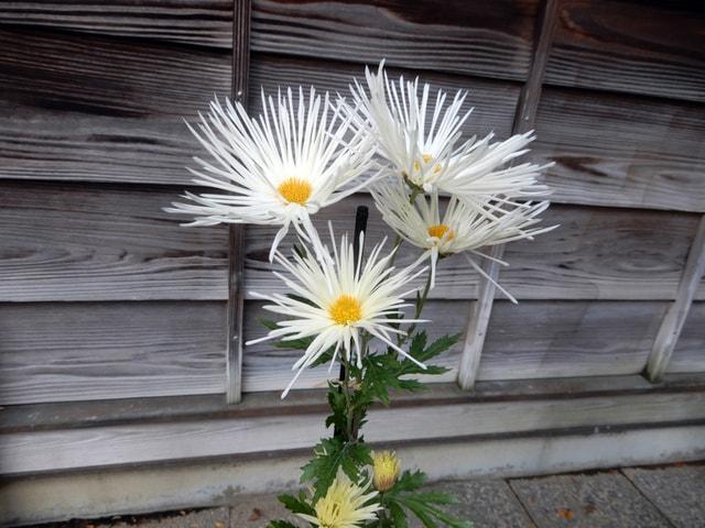 国立歴史民俗博物館　くらしの植物苑　特別企画「伝統の古典菊」