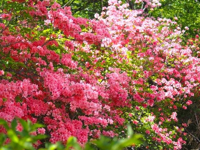 ツツジの育つ明るい森づくり プログラム