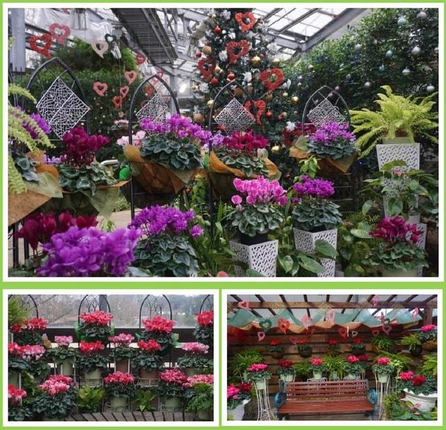 シクラメンフェア2025