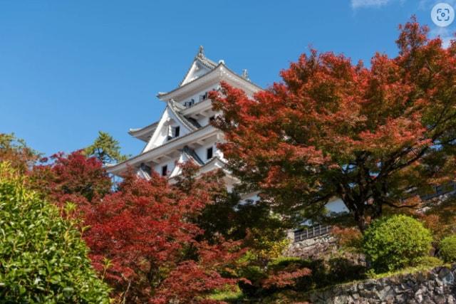 【紅葉・見ごろ】郡上八幡城