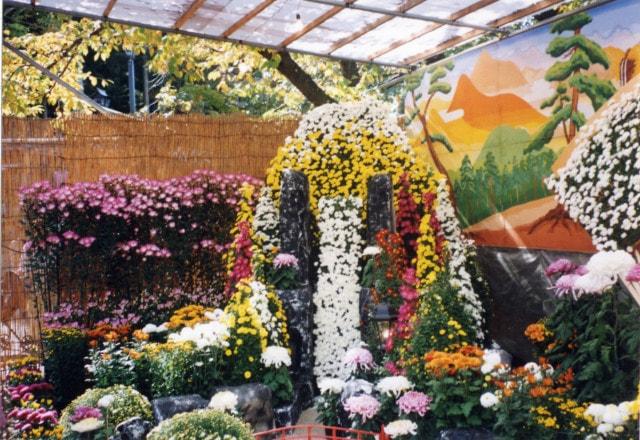 第38回信州須坂大菊花展　菊まつり