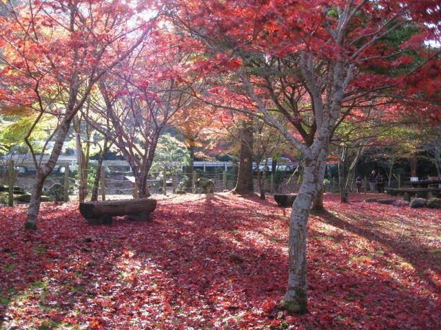 伊豆天城紅葉狩り　昭和の森会館
