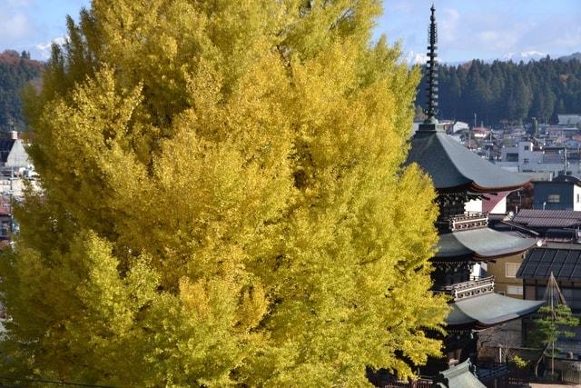 【紅葉・見ごろ】飛騨国分寺