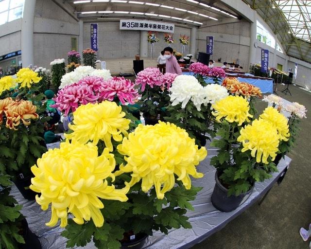 第36回 渥美半島菊花大会