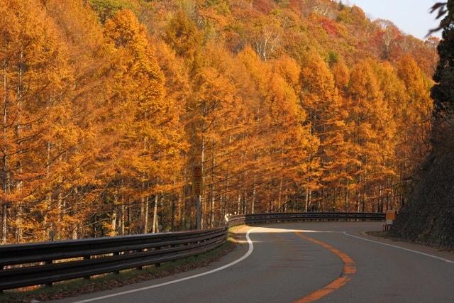 【紅葉・見ごろ】飛騨・美濃せせらぎ街道