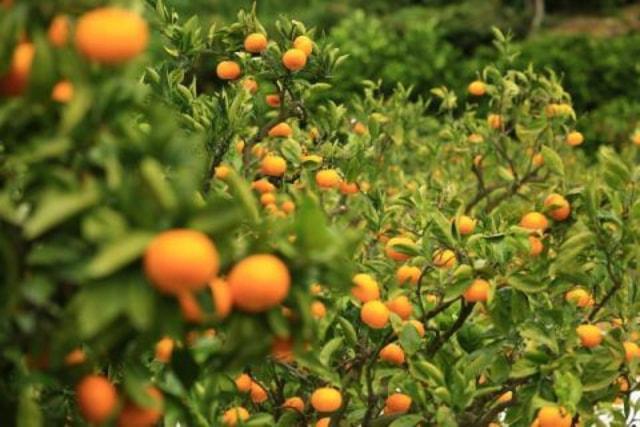 スガイ農園　みかん狩り