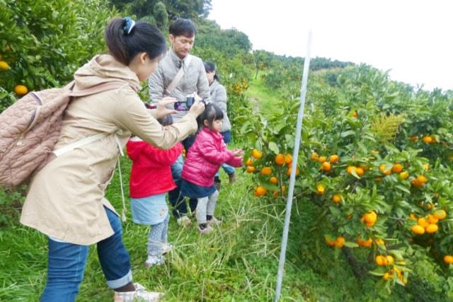観音山フルーツガーデン　みかん狩り