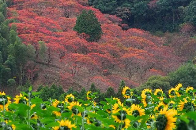 【紅葉・見ごろ】鷹取山のハゼ