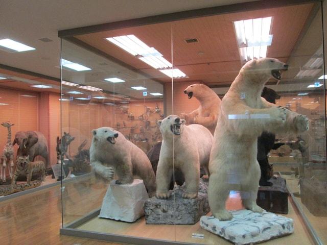 特別展「きしわだ自然資料館ともに歩んだ30年」