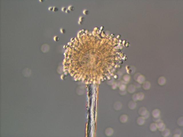 こうじで腸活しよう！