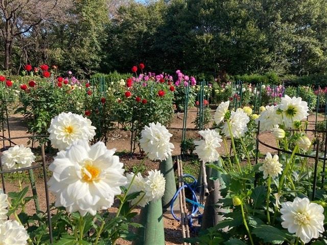 【花・見ごろ】国営武蔵丘陵森林公園　ダリア