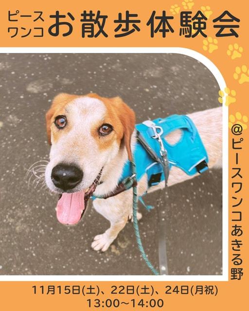 保護犬お散歩体験会
