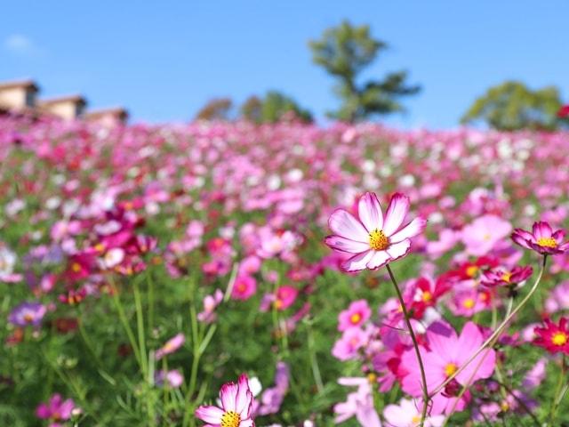 【花・見ごろ】ハーベストの丘　50万本のコスモス