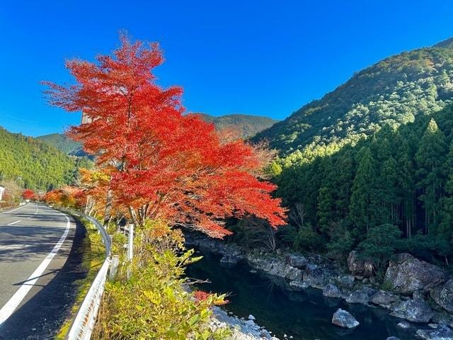 【紅葉・見ごろ】久豆の清流宮川沿いモミジ並木