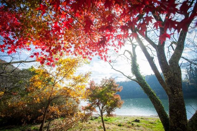 【紅葉・見ごろ】もみじの里公園