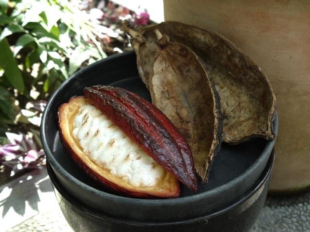 神々の食べ物！カカオのヒミツを探ろう！