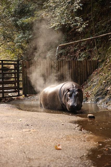 カバの露天風呂