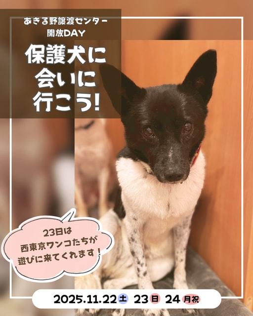 保護犬に会いに行こう！