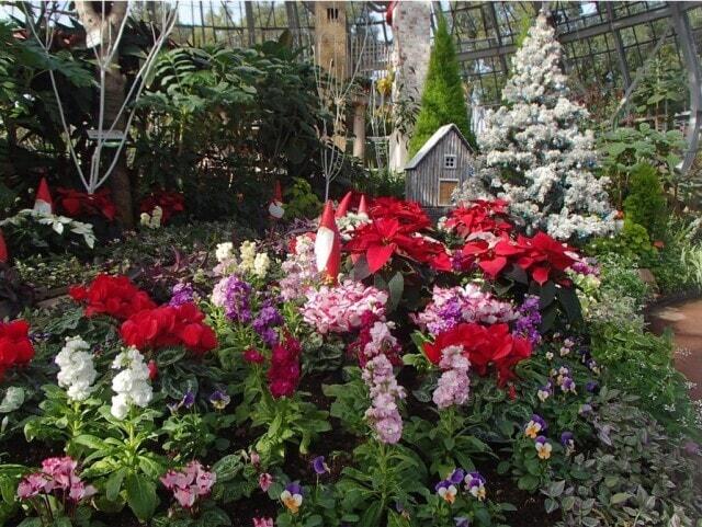 花の展示温室 　クリスマスガーデン
