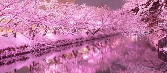 冬に咲くさくらライトアップ