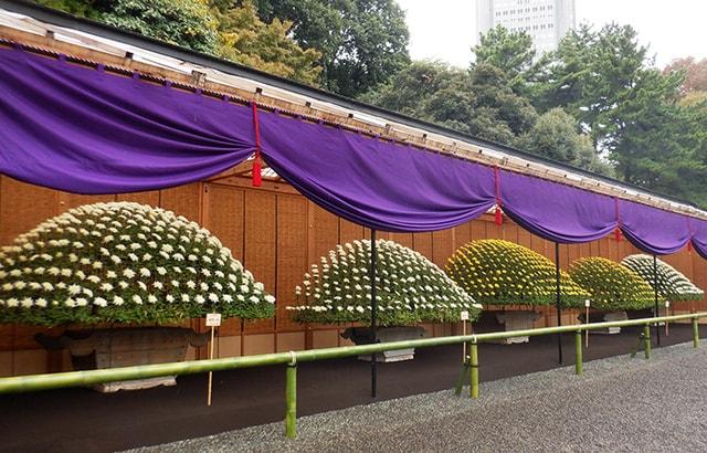 皇室ゆかりの「新宿御苑 菊花壇展」