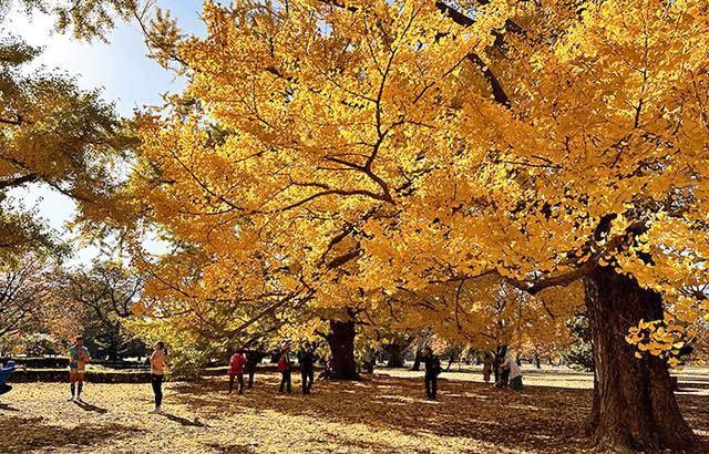 【紅葉・見ごろ】新宿御苑