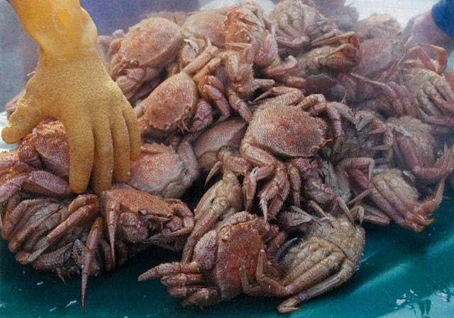 第56回広尾毛がにまつり