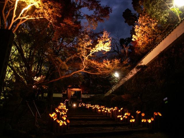 普現寺もみじライトアップ