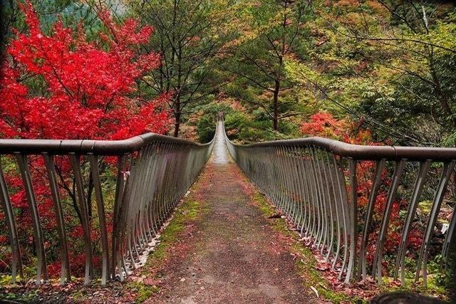 【紅葉・見ごろ】五家荘