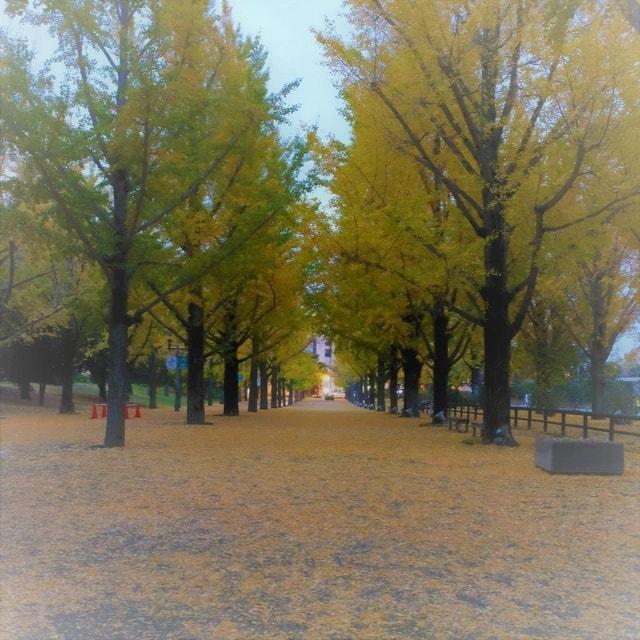 【紅葉・見ごろ】熊本県庁プロムナード