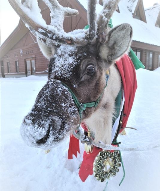 トナカイホワイトフェスタ2025