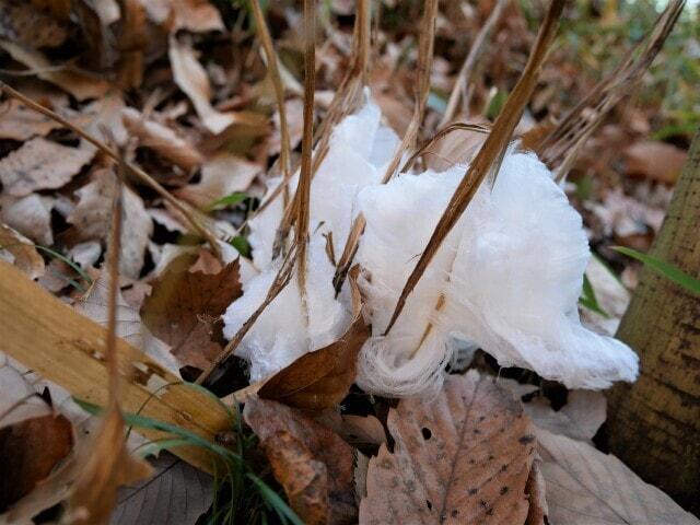 【花・見ごろ】国営武蔵丘陵森林公園　シモバシラの氷柱