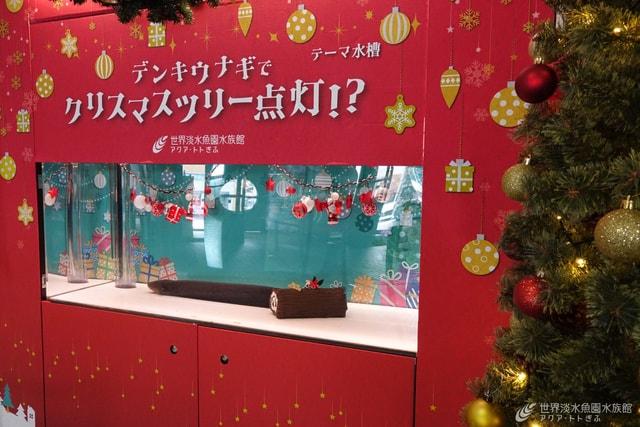 テーマ水槽『デンキウナギでクリスマスツリー点灯！？』