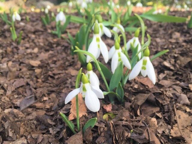 【花・見ごろ】国営武蔵丘陵森林公園　スノードロップ