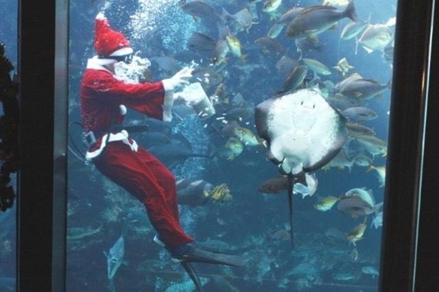 今年もやってきた！サンタダイバー