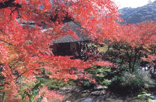 九年庵 秋の一般公開