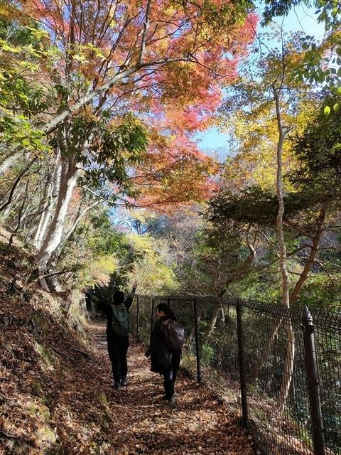 ファミリー野遊び教室～森を歩こう 里山紅葉ハイキング～