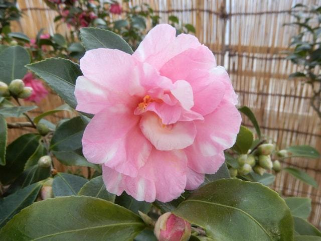 国立歴史民俗博物館　くらしの植物苑　特別企画「冬の華・サザンカ」