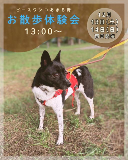 保護犬お散歩体験会