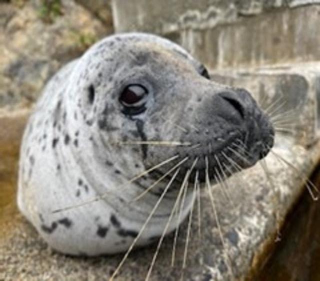 特別展「鰭脚図鑑」